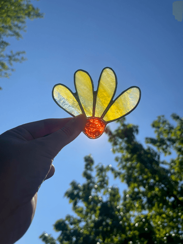 Les petites échinacées