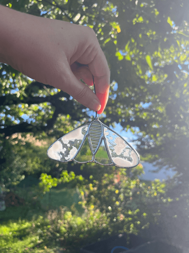 Les papillon de nuit